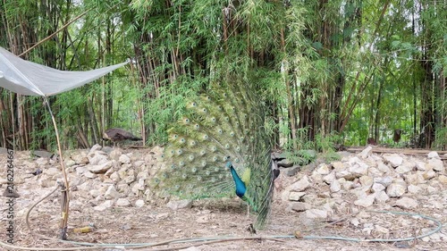 blue peacock dancing and walking forwards in its natural habitat, indian peafowl mating routine footage