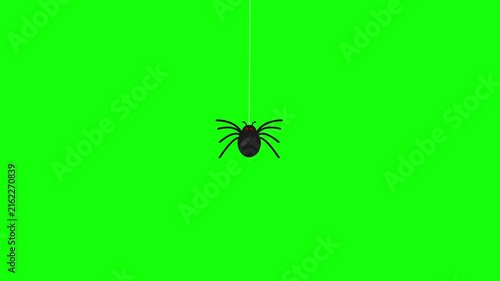 Animated spider descending on thread green screen chroma key background.