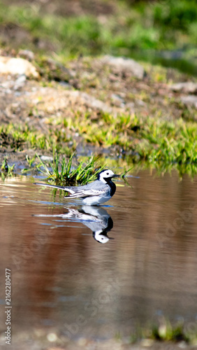 Obraz na plátne Autumn migration has begun for birds