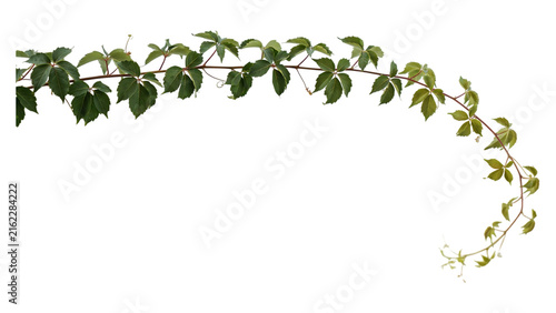 Green Virginia Creeper vine branch isolated on Transparent background for garden