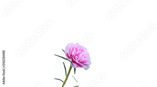 Принти на полотні Pink Carnation Flower Stem Isolated png and transparent background