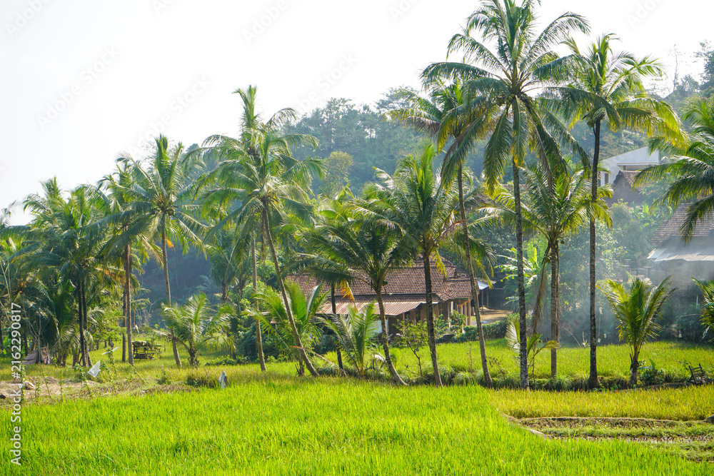Fototapeta premium Lush green rice field with tall coconut palm trees surrounding a traditional rural village nestled on the scenic slopes of Mount Muria in Jepara, Central Java, Indonesia on a bright sunny morning.
