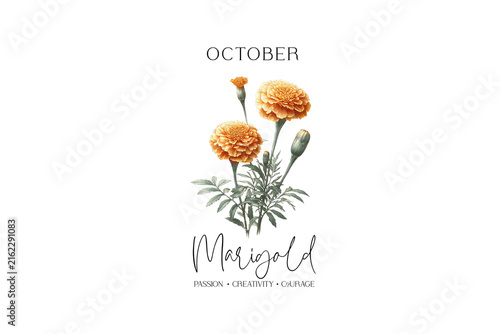 October Birth Month Flower Marigold Floral Botanical Vintage Art Illustration Sublimation Design