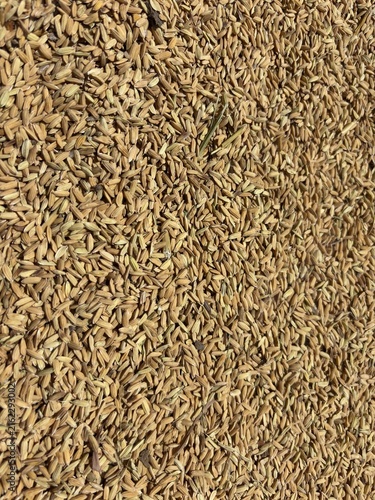 фотографія ⁠Overhead full frame texture background of unpolished golden paddy rice grains a