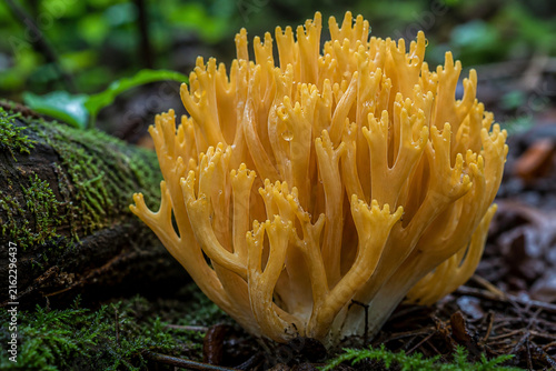 Yellow Ramaria coral mushroom cluster on mossy forest floor, dew on branching tips, small mossy log, woodland fungi subject.