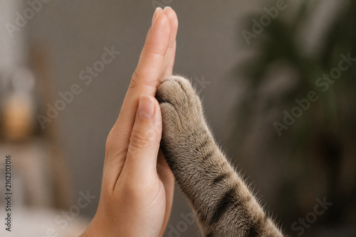 hand with cat affection