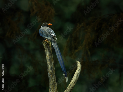 A Red-billed blue magpie, Urocissa erythroryncha,  is native to foothill forests and parks across Asia.