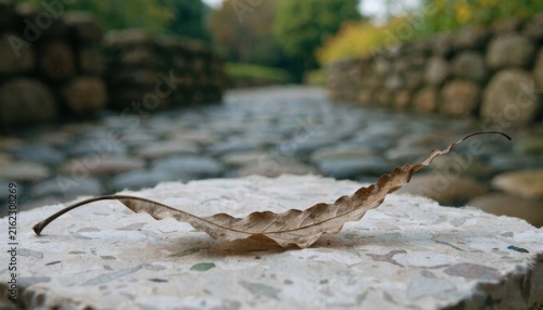 Brown papery willow leaf long and slender resting on transparent background v2-6x