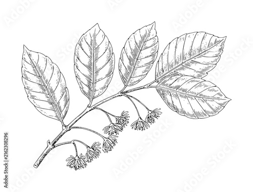 Detailed botanical of a linden tree branch with green leaves and small blossoms in black and white