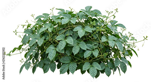 Принти на полотні Lush green vine with palmate leaves and small developing berries