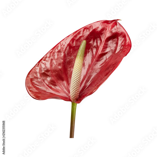 Red Anthurium Bloom Isolated Cutout