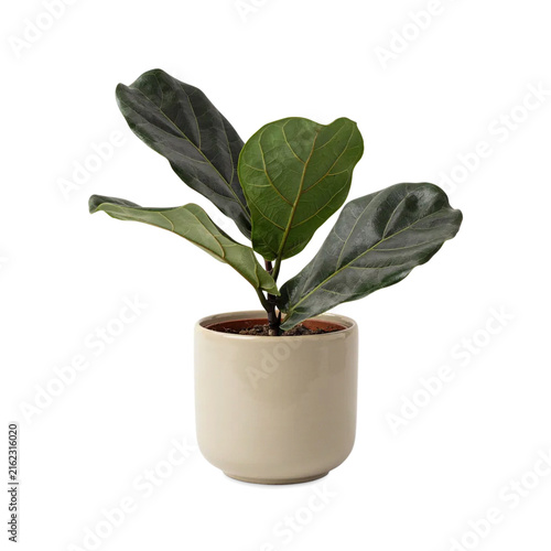 Young Fiddle Leaf Fig Isolated