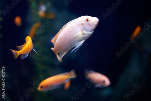 фотографія White cichlid with orange companions in dimly lit aquarium