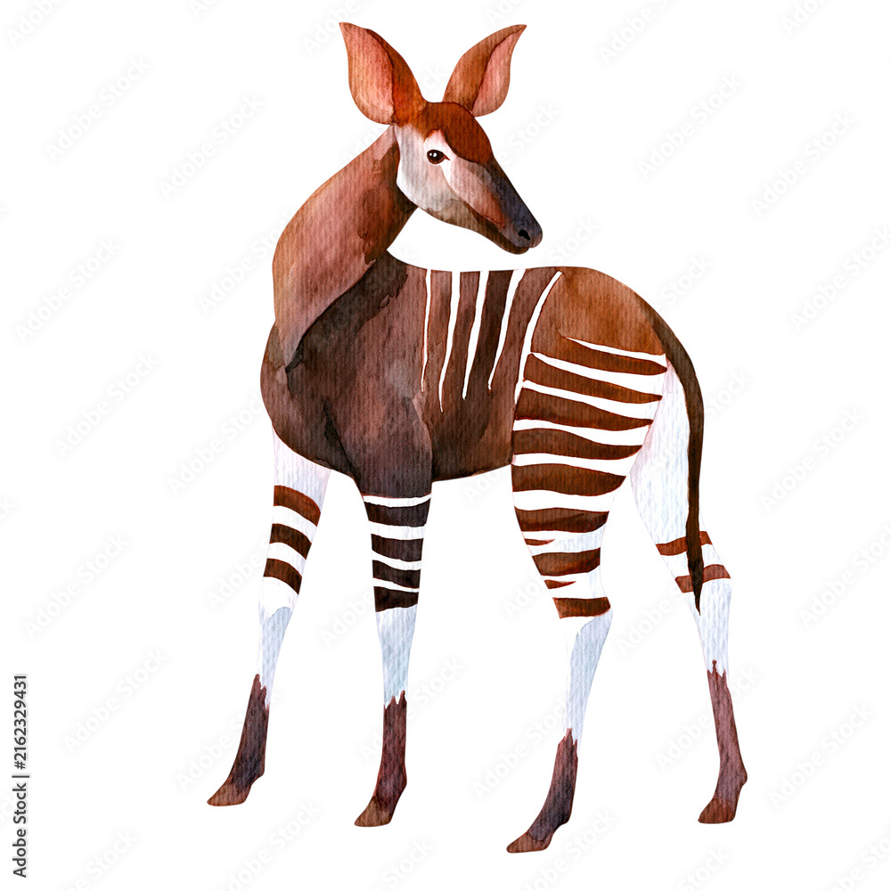 Naklejka premium Watercolor illustration of okapi animal