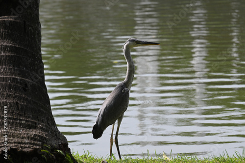 Фотография Grey Heron Standing at the Edge of a Calm Lake