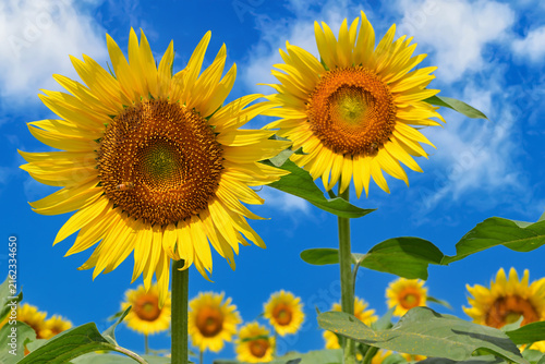 ヒマワリの花（Sunflower）