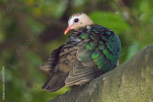 A common emerald dove, Chalcophaps indica, resting on a tree branch, showcasing its vibrant iridescent green wings, brownish pink plumage, and distinct bright orange bill.