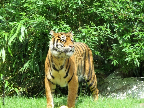 Photography Tigre