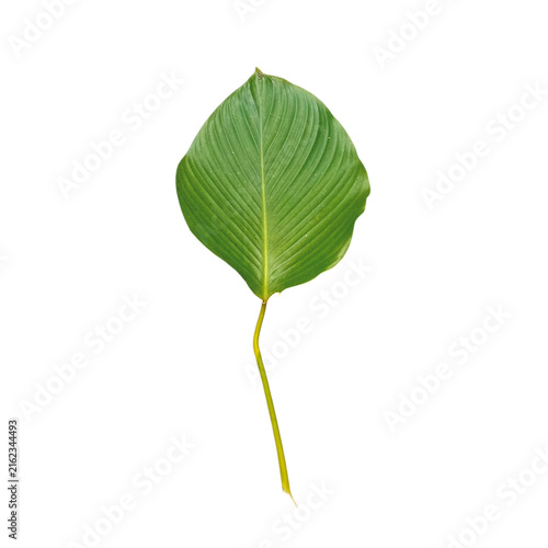 Bild auf Leinwand Front view vertical shot of a single broad calathea orbifolia leaf with stem, isolated on a transparent background
