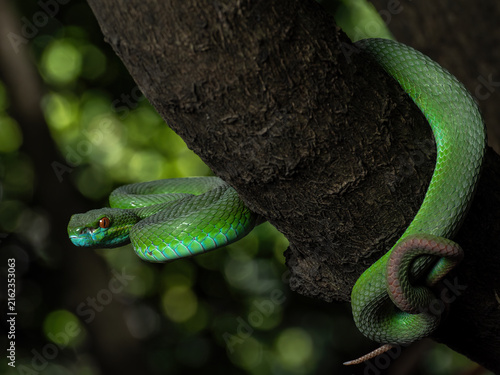 Pope's Pit Viper (Trimeresurus popeiorum) is a species of venomous pit viper native to India and Southeast Asia. 
