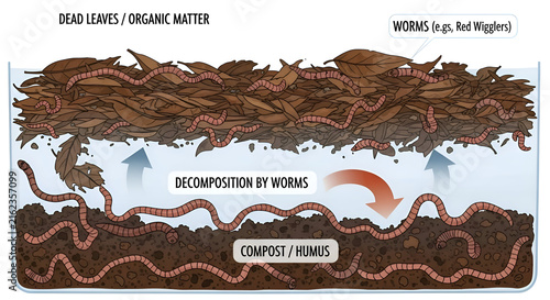 Discover the magic of composting with worms and organic matter, a vibrant illustration of nature's amazing decomposition process for earth friendly gardening