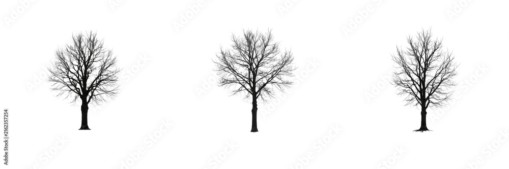 Fototapeta premium Set of Bare Winter Trees with Branches Nature Landscape Elements Graphic Vector Isolated Collection