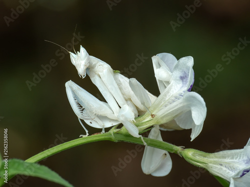 Exotic white orchid praying mantis (Hymenopus coronatus) on a white flower.