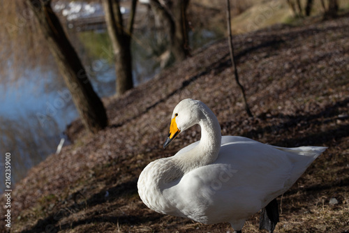 Whooper Swan Standing on Sunny Ground Near Lake Shore in Spring Wildlife Macro
