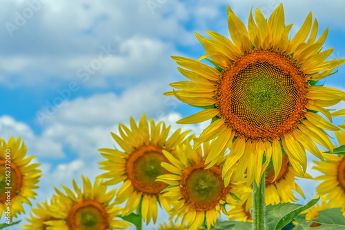 ヒマワリの花（Sunflower