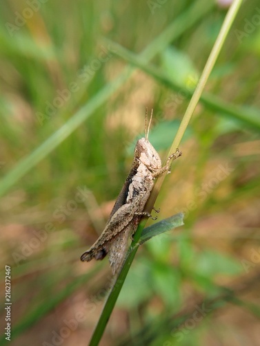 Obraz na plátne Brown grasshopper resting on wild grass foliage in the garden.