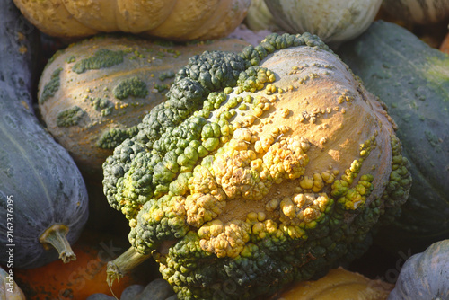 Foto Warty green-and-yellow heirloom squash with textured skin lies among other varieties in autumn sunlight