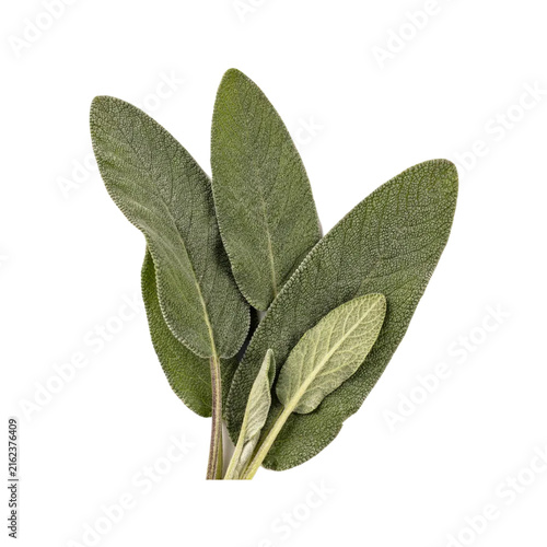 Sage Leaves Isolated Cutout