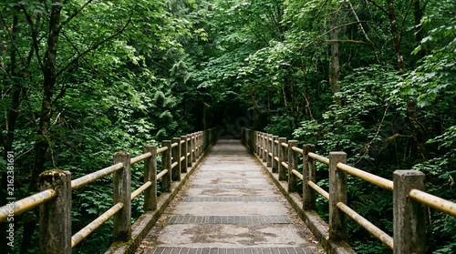 bridge in forest