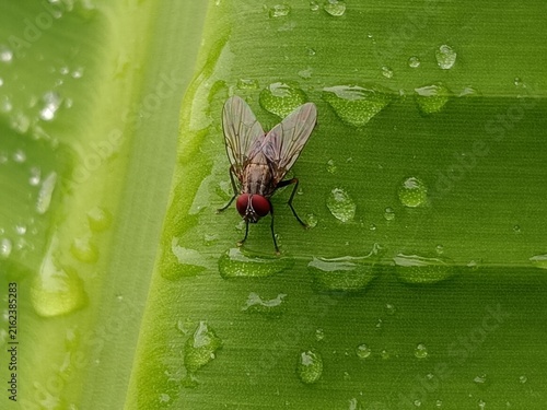 Obraz na płótnie fly on leaf