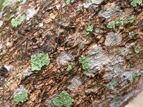 tree bark texture