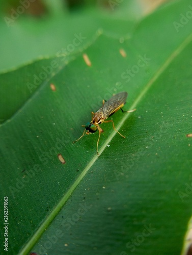 Photography macro of a fly