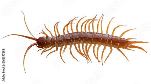 Konstfotografi Brown centipede with many legs and antennae, isolated on transparent background