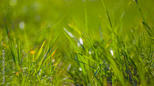 Принти на полотні closeup green grass in prairie