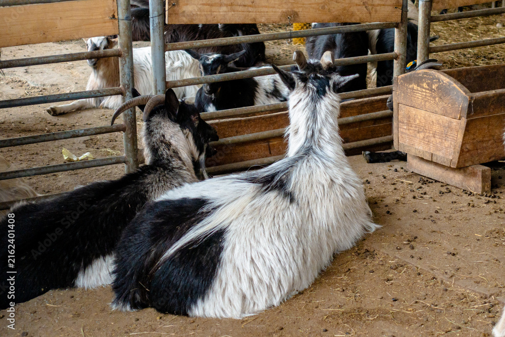 Obraz premium Domestic Goats Resting Inside a Wooden Barn Pen on a Farm in Rural Setting