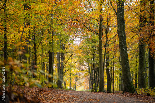 Scenic autumn landscape in Skåne, Sweden, surrounded by colorful trees and vibrant seasonal foliage. Warm golden and orange tones create a peaceful natural atmosphere