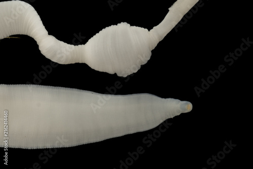 Scientific collection of freshwater trematode parasites, including Clinostomum spp., Postorchigenes sp., and Thapariella sp. These parasitic flatworms have complex life cycles involving multiple hosts