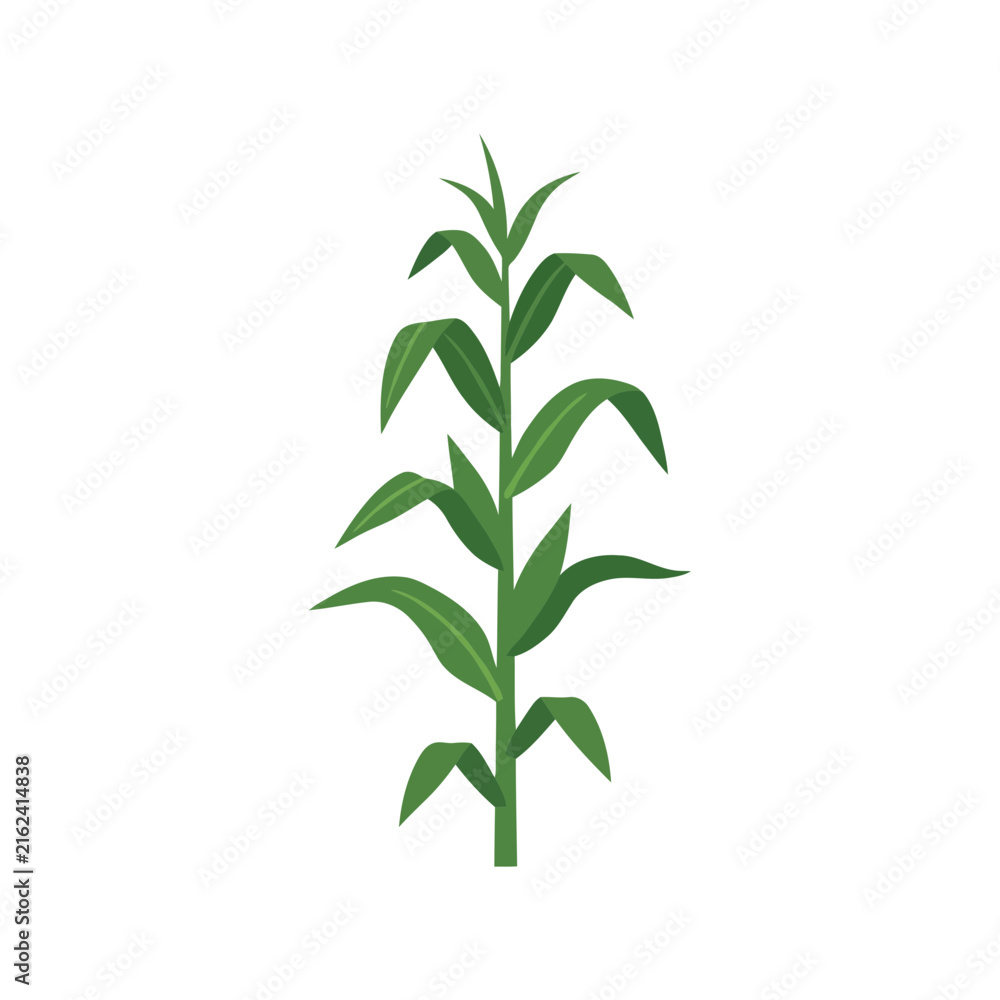 Fototapeta premium Single green corn plant stalk with leaves isolated vector illustration Vector