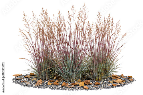 Clump of ornamental tall grass with reddish feathery seed heads planted in dark gravel bed with fallen autumn leaves isolated on white background