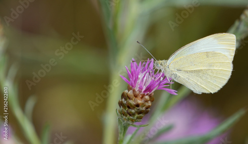 Konstfotografi Ein Kleiner Kohlweißling (Pieris rapae) sitzt auf einer leuchtend rosa Distelblüte und nimmt Nektar auf