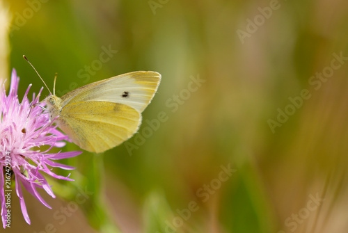 Photography Makroaufnahme eines Kleinen Kohlweißlings (Pieris rapae), der auf einer rosafarbenen Flockenblume Nektar sammelt