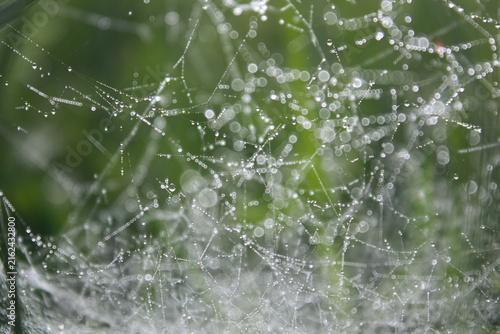 A spider web in the grass