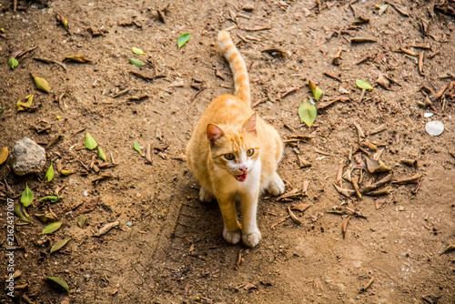 Bastet goddess of ancient Egyptian religion, Egyptian furry Cat, home animal, cute pet selective focus with shallow depth of field. Cairo Egypt.