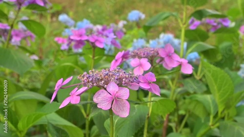 Bigleaf hydrangea, pink flowers, unopened petals in the center of the flower, flowers moving in the wind.