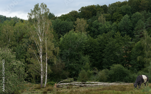 paysage marécageux avec forêt au fond