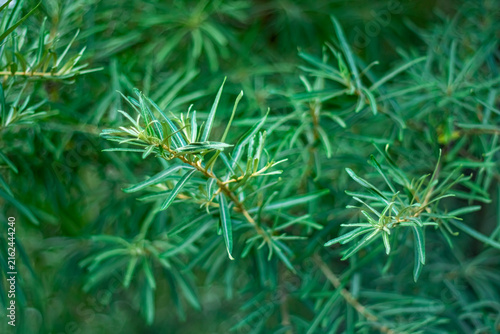 Sea buckthorn leaves as a natural green background.